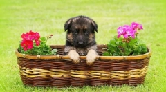 Nemecký shepherd puppies (foto): ako si vybrať, než aby ste sa mohli očkovať